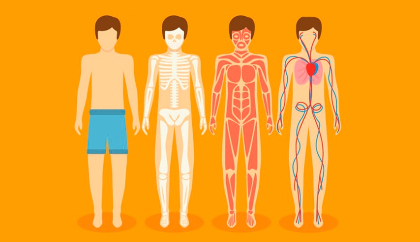 Anatomía Humana para Artistas Digitales – pt I