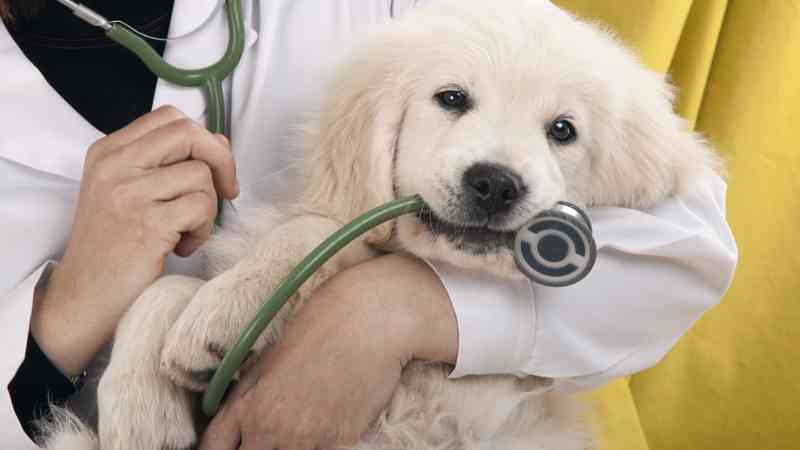 Curso gratuito Técnico Auxiliar de Veterinaria en Zoológicos (Online) (Titulación Profesional)