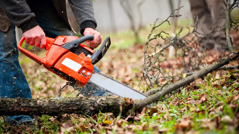 Curso gratuito Tratamientos Silvícolas