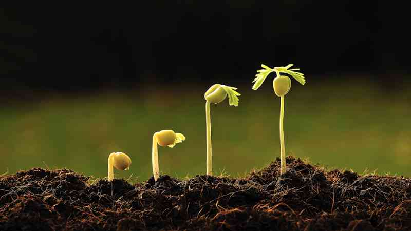 Curso gratuito Trabajos Auxiliares en la Elaboración de Composiciones con Flores y Plantas (Online)