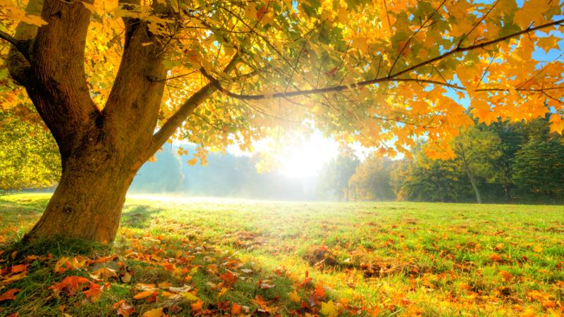 Curso gratuito Sustitución de la Maquinaria, Equipos y Útiles Forestales