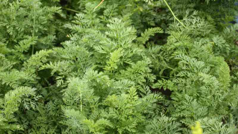 Curso gratuito Transporte y Almacenamiento de Cultivos Herbáceos (Online)