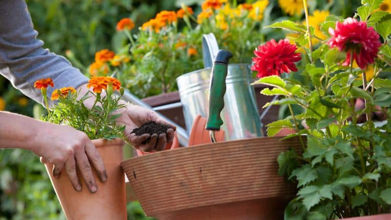Curso gratuito Siembra y Trasplante de Cultivos Hortícolas y Flor Cortada