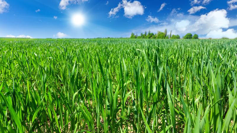 Curso gratuito Recolección, Almacenamiento y Transporte de Flores y Hortalizas