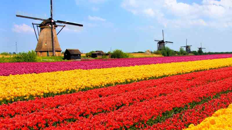 Curso gratuito Recepción y Acondicionamiento de Materias Primas y Materiales de Floristería (Online)