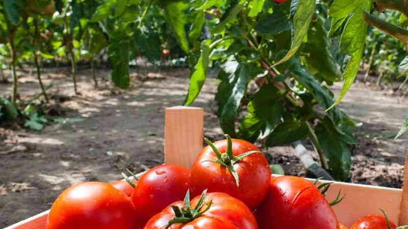 Curso gratuito Realización de Trabajos de Agrimensura, Nivelación Simple y Replanteo (Online)