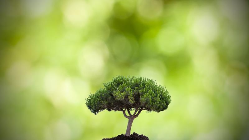 Curso gratuito Trabajos Silvícolas y de Protección del Monte