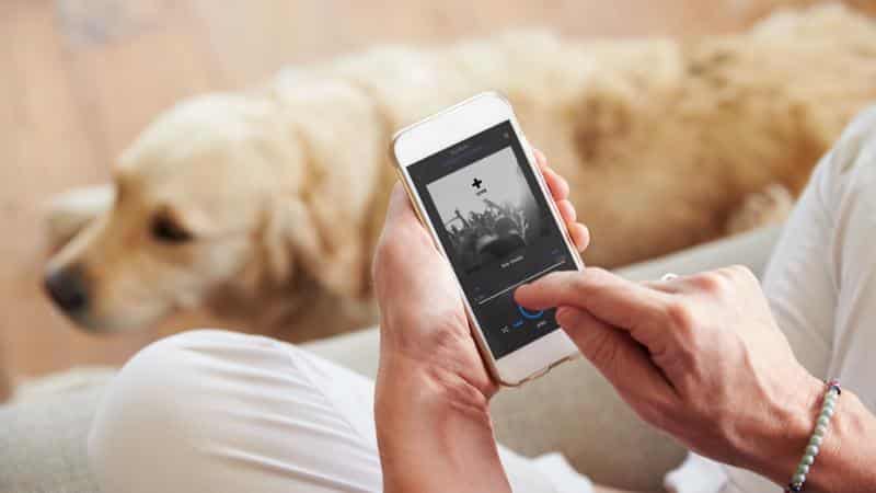 Curso Gratuito UF2741 Adiestramiento de Perros en Búsqueda y Localización de Personas mediante Venteo, en Estructuras Colapsadas e Interior de Edificios