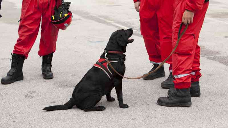 Curso Gratuito UF2741 Adiestramiento de Perros en Búsqueda y Localización de Personas mediante Venteo, en Estructuras Colapsadas e Interior de Edificios (Online)