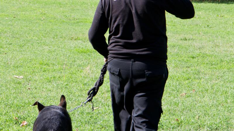 Curso Gratuito UF2742 Adiestramiento de Perros en Búsqueda y Localización de Personas mediante Venteo, en Grandes Áreas